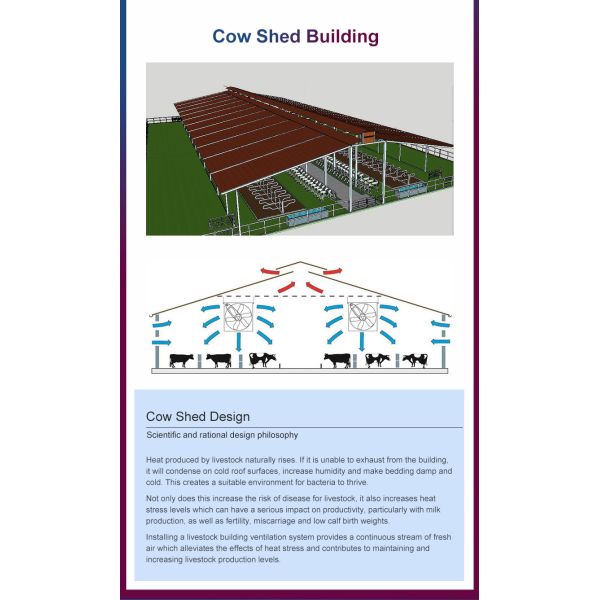 Customizable Multi-Bay Steel Structure Cow Shed for Commercial Ranch