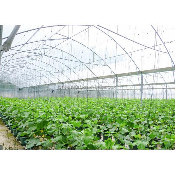 Large Single Layer PE Film Multi-Span Agricultural Greenhouse Metal Frame Cold Frame
