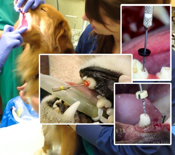 Veterinary Dental Files Stainless Steel K Files And H Files And K-Reamers For Animal Endodontics