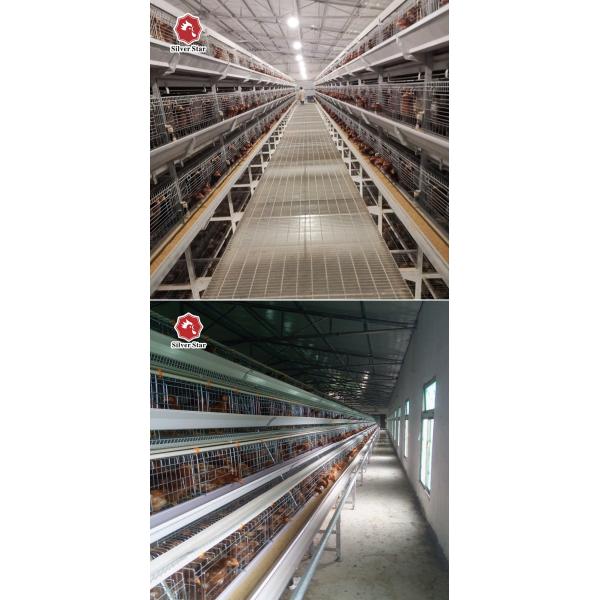 SGS 30000 Birds H Type Layer Chicken Cage Battery System Q235A Steel Material