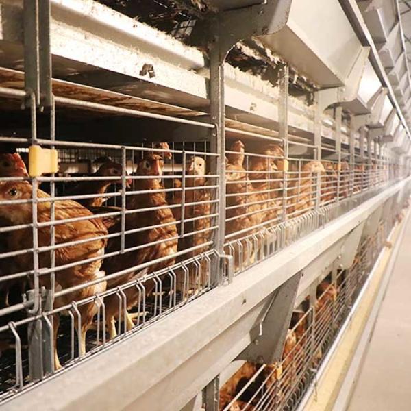 Q235 Steel Wire Poultry Chicken Cage Stable Performance 0 - 20kw Power For Farm