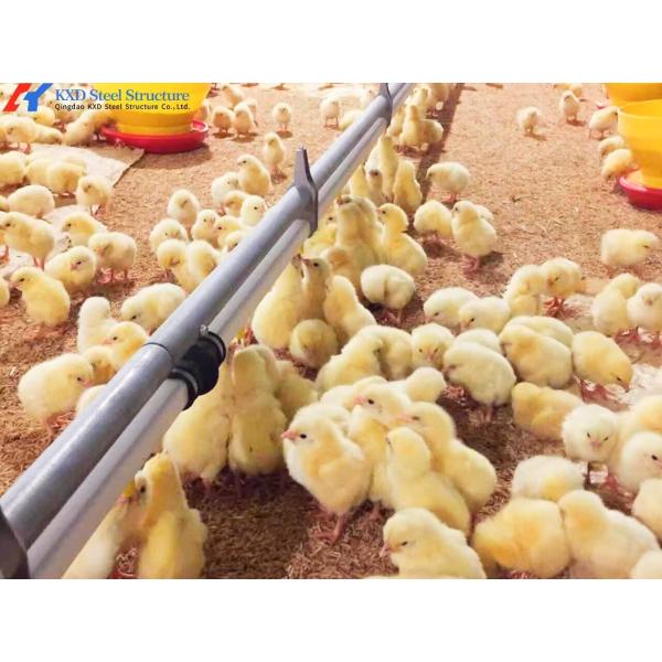 Customized Steel Chicken Farm , Light Steel Frame Farm Buildings