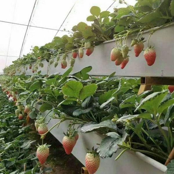 Sistema de cultivo hidropónico de morango Plantação vertical Cultivo de canaveira de PVC em ambientes internos para casa