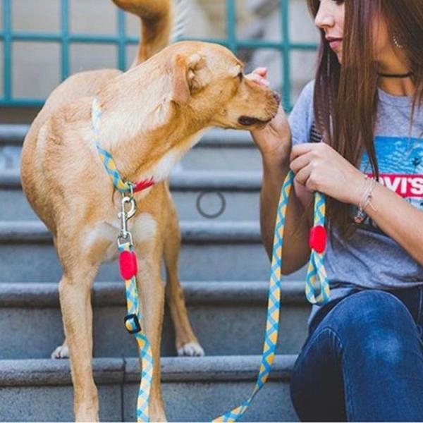 XS Sunrise Polyester Dog Collar Accessories HiDREAM Profusion Martingale