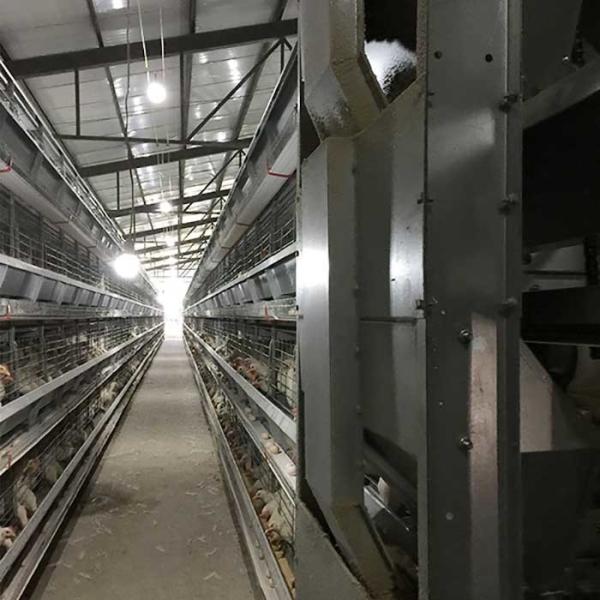 Gaiola de bateria running do alimentador para aves domésticas, gaiolas modernas da galinha da altura feita sob encomenda