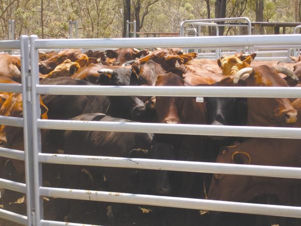 Galvanized Tube Portable Cattle Panels Livestock Yard 1.8m Height