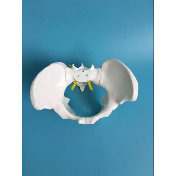 Plastic Mini 13x9x9cm Female Pelvis Model For Medical Teaching
