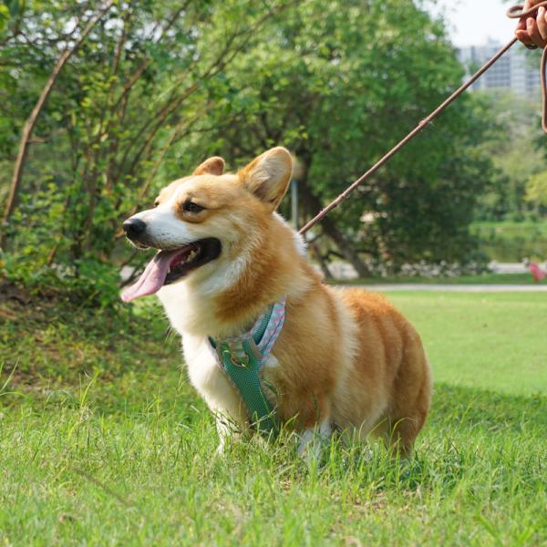 Veste de laisse pour chiens harnais pour animaux de compagnie bande réfléchissante fournitures de chaîne pour chiens avec logo personnalisé et design rembourrée