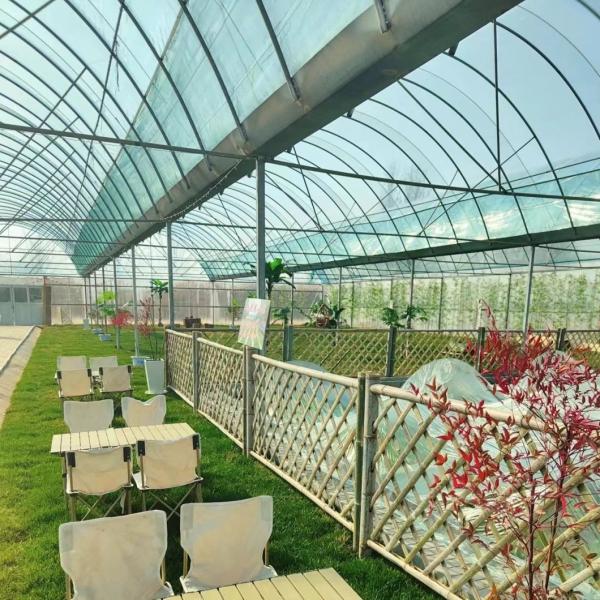 Гибкая многопролетная теплица для производства овощей