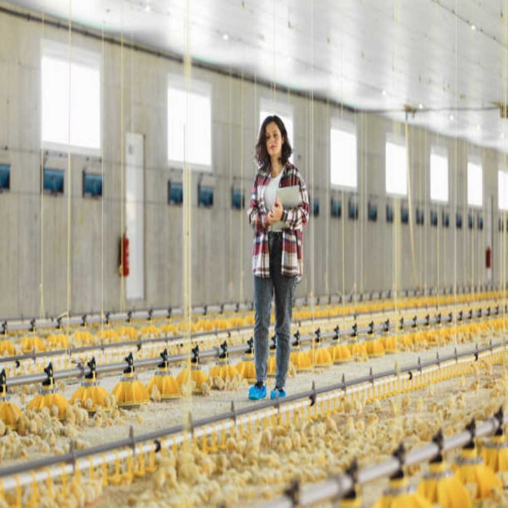 Waterproof Dimmable IP67 Rated LED Lighting Poultry House Equipment for Optimized Yield