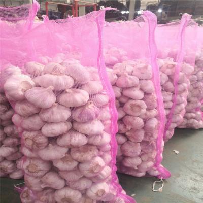 Pure White 20kg 6.0cm Orgin Jinxiang Fresh Garlic