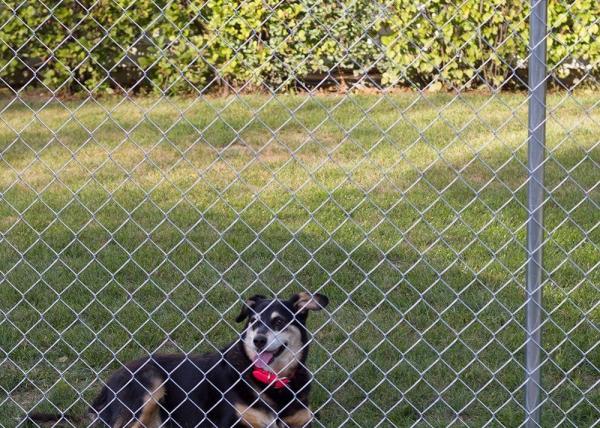 6ftx50ft Steel Chain Link Fencing