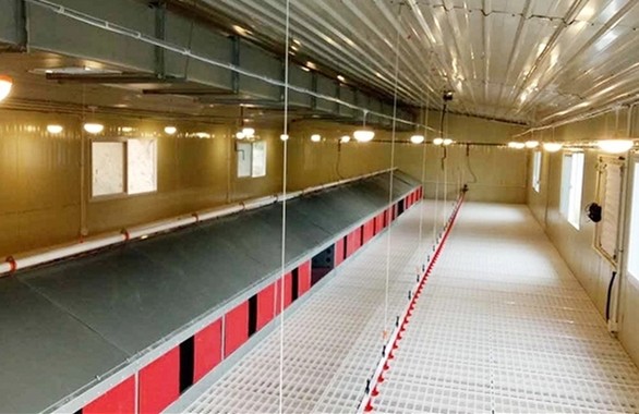 Реактор-размножител фермы расквартировывает мужское оборудование цыпленка бройлера