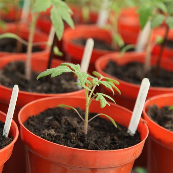 Único período da estufa plástica agrícola lateral do túnel do tomate do sistema de ventilação
