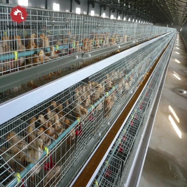 Le poulet à rôtir de batterie de 4 rangées mettent en cage introduisent au clavier Philippines automatiques