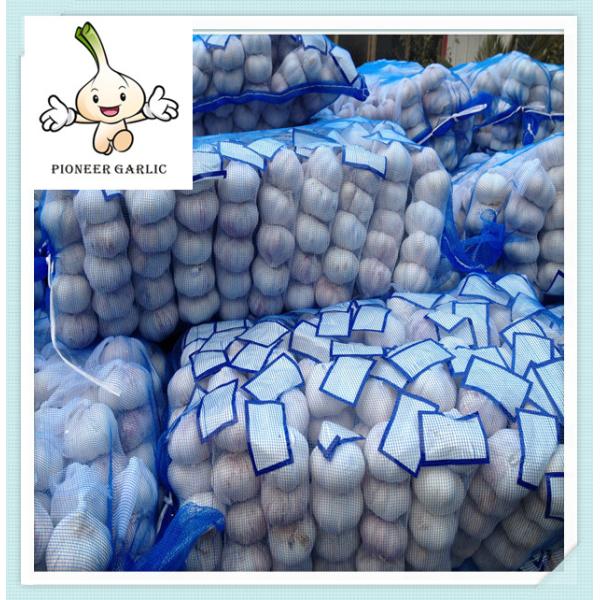 New crop of Solo garlic single clove garlic from China Price of china fresh Garlic
