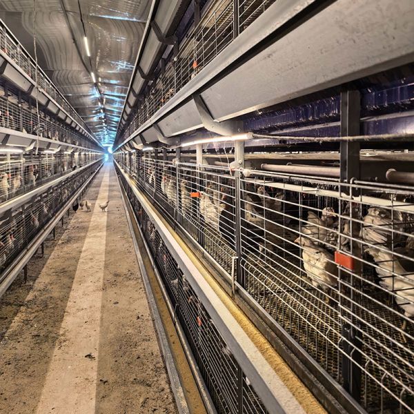 Hot Sale 10000 Birds Chicken Coop Cages Broiler Battery Cage for Poultry Farm