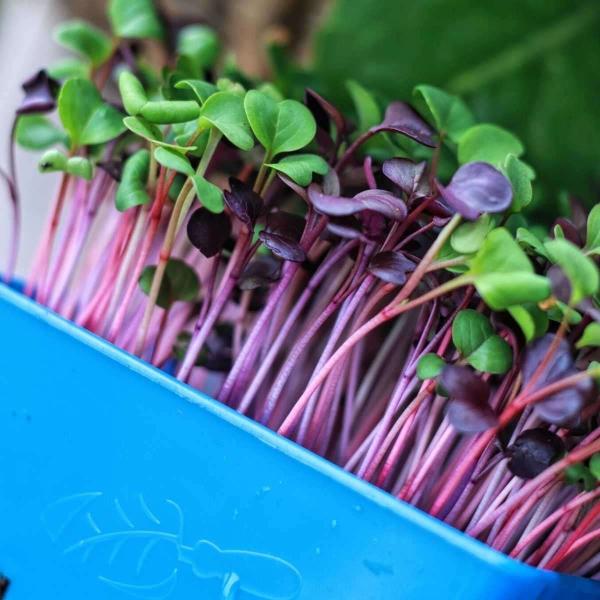 Пикантный салат Микс микрозеленые семена Сборщик для высокого уровня безопасности Профессиональный выбор