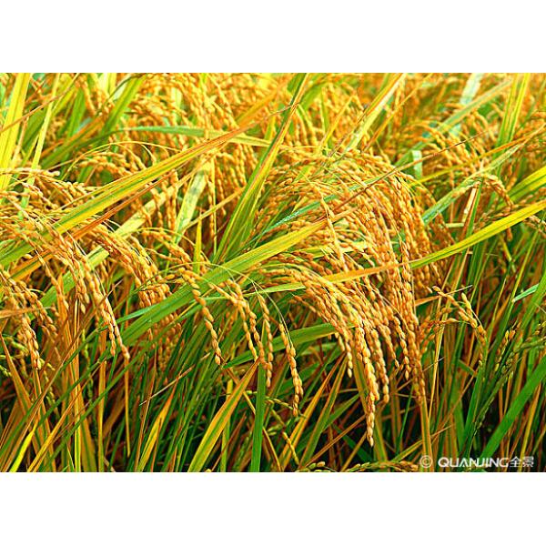 Water Soluble Calcium Boron Foliar Fertilizer Micronutrients For Plants