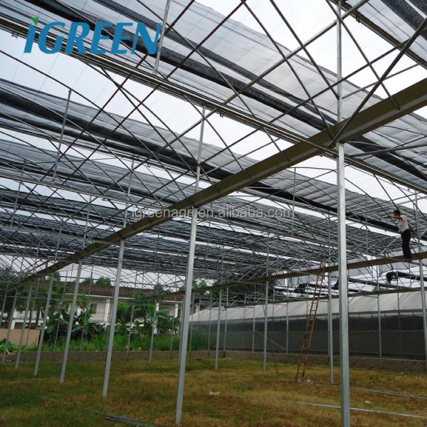 Large Multi-Span PE Film Greenhouse with Single Layer for Hydroponic Tomato Plant Growth
