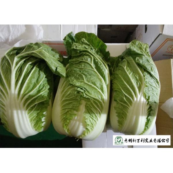 Fresh Chinese Napa Cabbage 2.5 KG / PER No Putrefaction Good Taste
