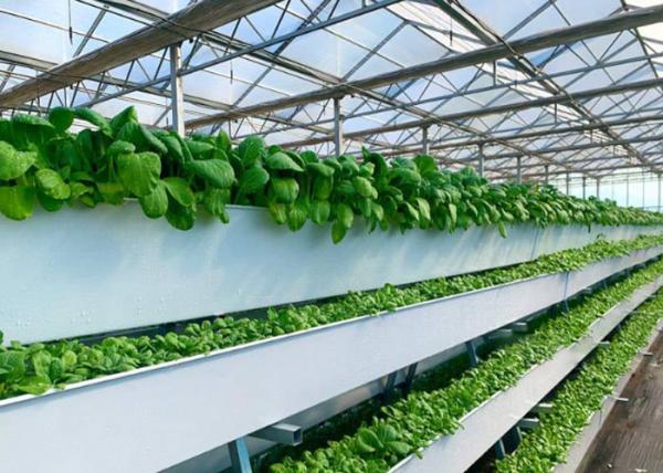 Plastic / Poly Agricultural Greenhouse , Vegetable Tunnel Multi Span Greenhouse