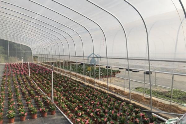 Customized Size Durable Agricultural Tunnel Type Greenhouse Solar Dryer Greenhouse with UV Treated Plastic Film