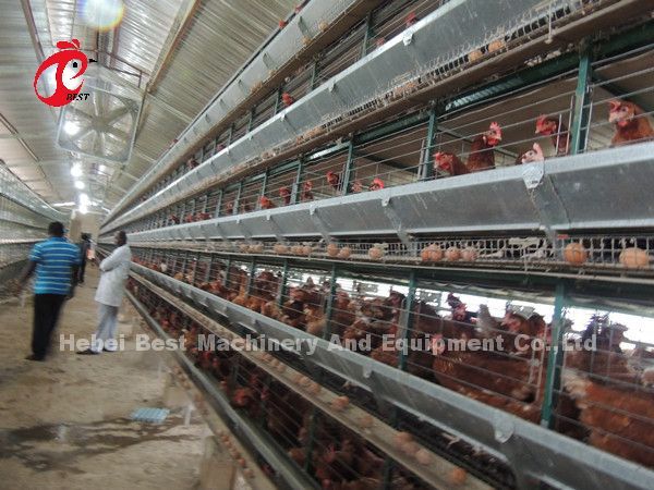 Galvanized Poultry Layer Cage 3 Tier 120 Birds And  4 Tier 160 Birds Layer Farming Cage Sandy
