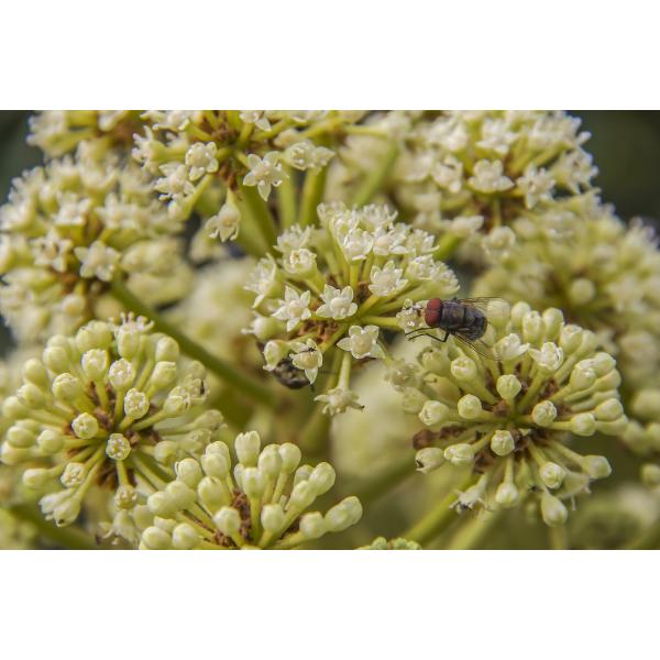 MRC Layers 77mm Close Up macro Lens 500d filter for close up photography