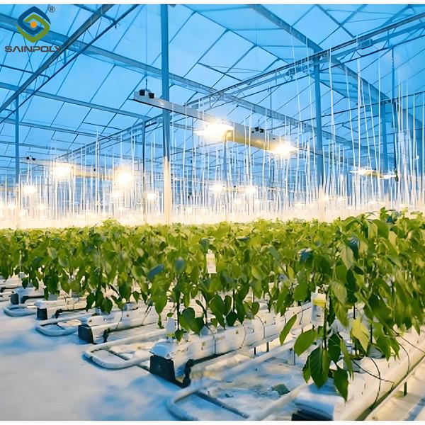 High Yield Large Vertical Hydroponic Greenhouse Soilless Cultivation