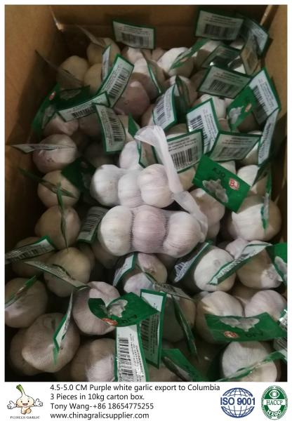Garlic to Columbia; package: 3 pieces in 10 kg carton box; Size: 4.5-5.0 cm; Normal white garlic.
