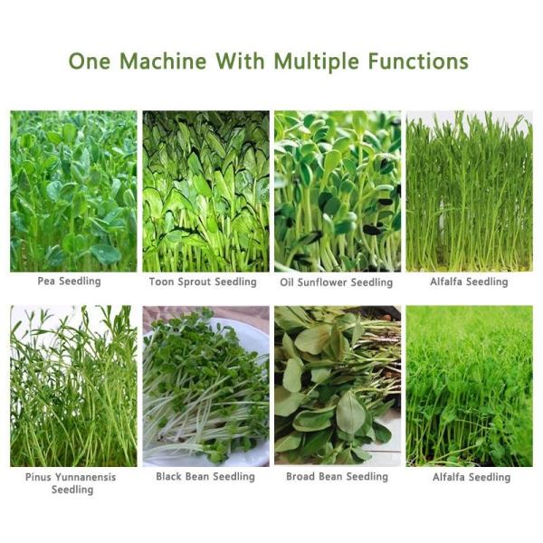 Машины для гидропонического кормления травой арахисом 250 кг/день Коммерческое прорастающее оборудование