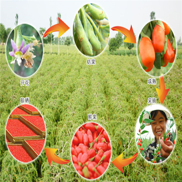 Rich in Nutrients and Health Care Value of Barbury Wolfberry Fruit P.E