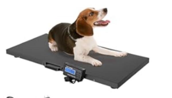 Balance personnalisable de poids pour animaux en acier au carbone 500 kg Capacité maximale 1100 LBS 0,1 kg Précision pour la mesure du poids du bétail