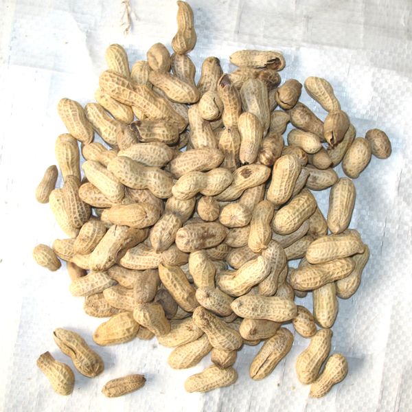 Stable Industrial Peanut Color Sorter Professional Peanut Color Sorting Machine