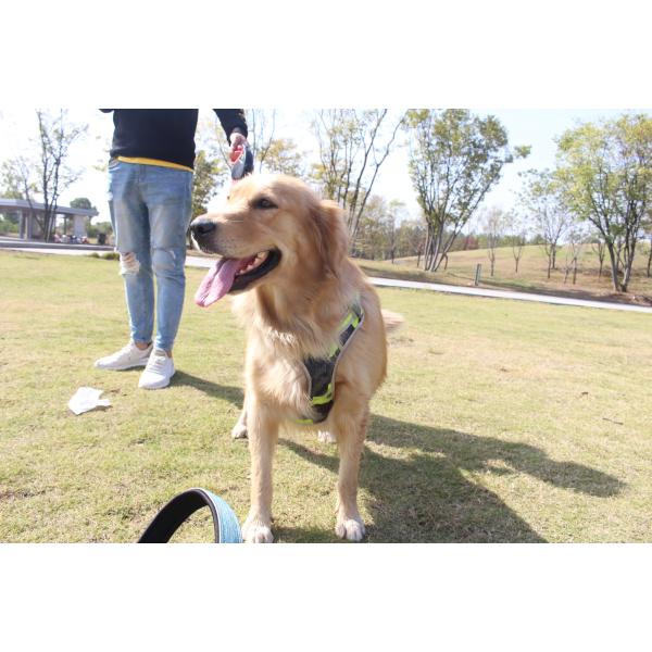 Fashionable Reflective Breathable Soft Air Mesh Chest Strap Traction Rope Set Dogs Vest Leash