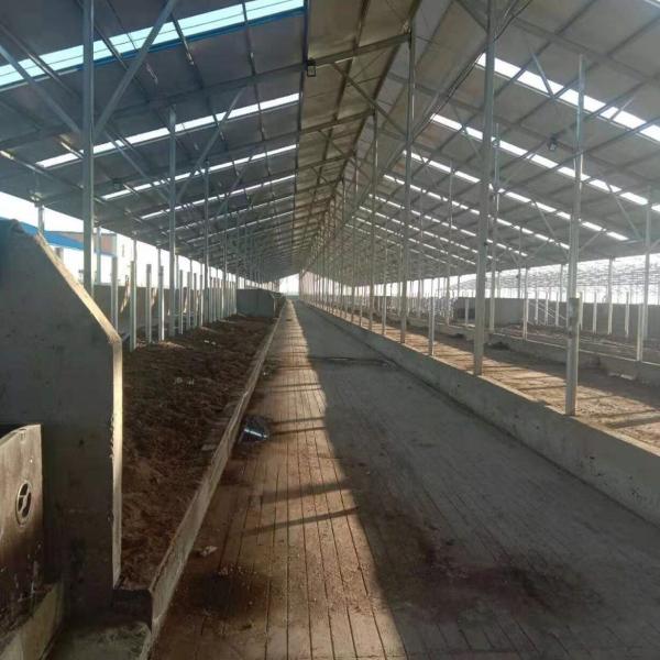 Prefab Steel Structure Warehouse , Metal Dairy Barn Building