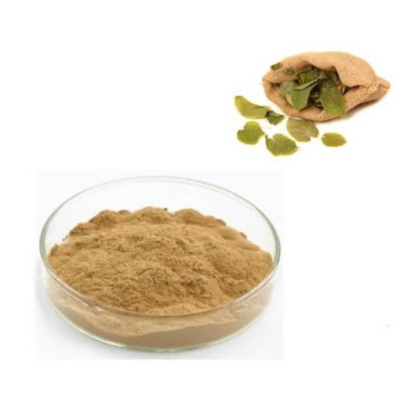 Pólvora extraída da planta Rhodiola Rosea PE Medicina chinesa