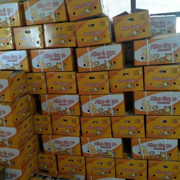 China fresh garlic export to Brazil by Pioneer garlic group. 6.0 cm normal white garlic.