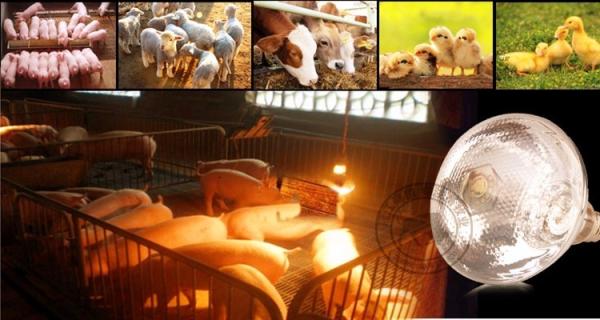 Poultry chicken farm brooder infrared heating lamp with OEM color box