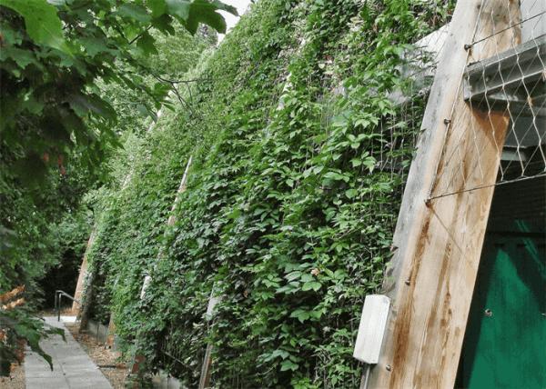 Black Oxide Plant Trellis Netting 316L Stainless Steel Vegetable Mesh Netting CE