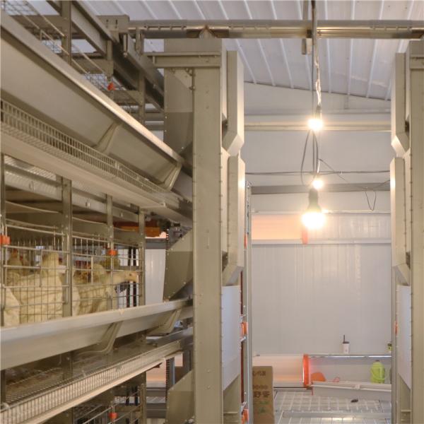 H Type 256 Birds / Set Automated Battery Cage System Poultry Farming