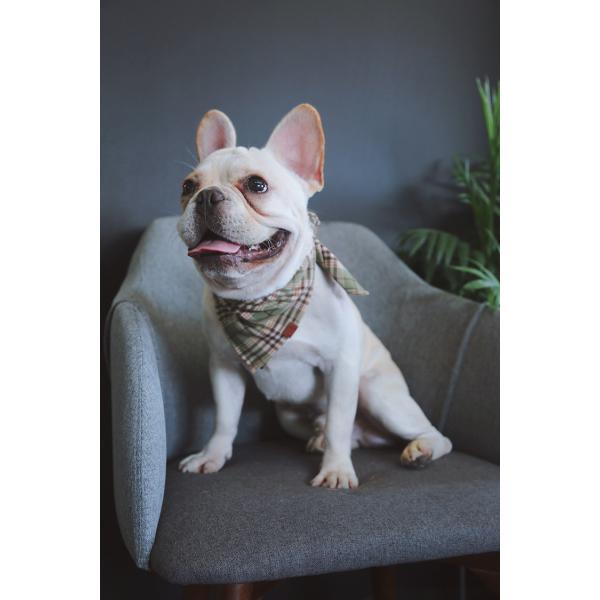 Girl Personalized Dog Bandana Collar And Bow Tie With Buckle Pet Grooming