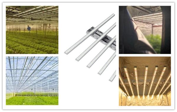 4000L 6500K Indoor LED Grow Light 5 Years Warrenty 650W LED Grow Ligtht For House Garden