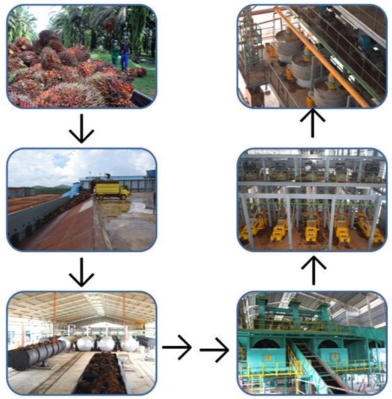 Red Palm Oil Machine Palm Oil Extraction Machine/ Palm Kernel Oil Extraction Machine/Complete Palm Oil Production Line