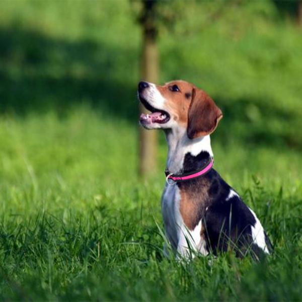 C602 Wholesale Airmesh Adjustable Pet Product Custom Dog Collar Soft