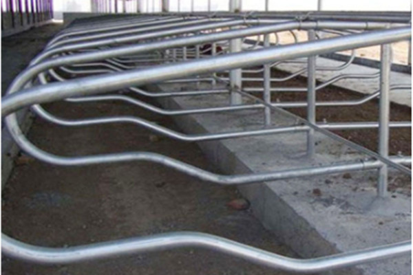 2m Length 3mm Pipe Livestock Divided Cow Free Stall