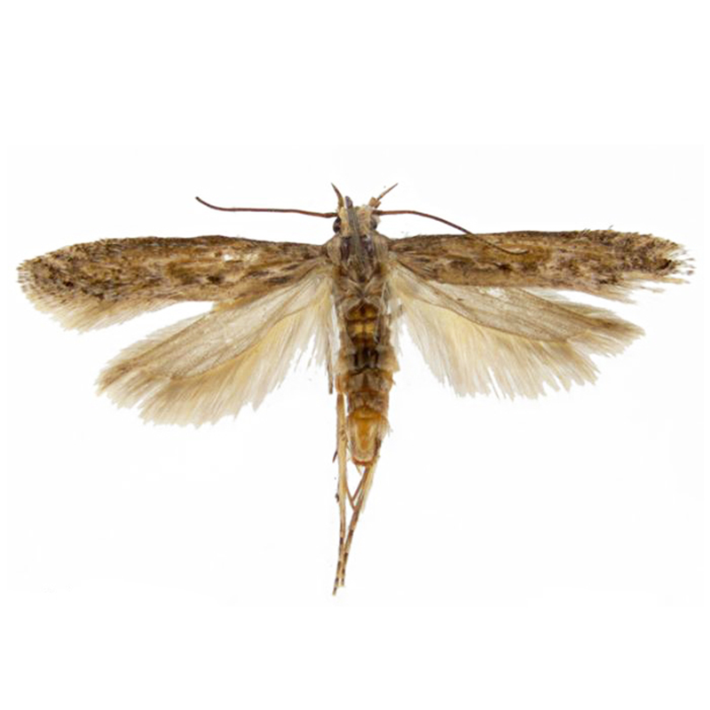 Pheromone Lure for Phthorimaea operculella