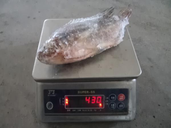 Frozen Tilapia Gutted& Scaled Size before glaze 350-550g