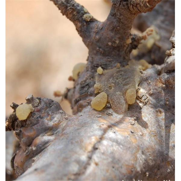 High quality factory produced Boswelia Serrata extract 95%Boswellic Acid powder